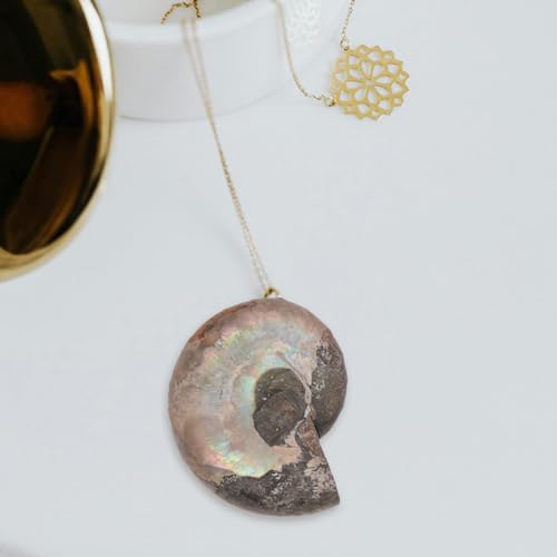 GATHINESS 美しいコンクシェル素材 科学活動やコレクションに最適な教育用飾り品 2個入り 天然巻貝の化石アンモナイト標本の特徴・詳細 画像