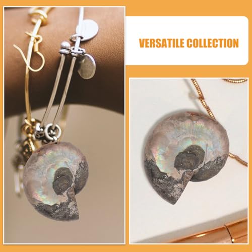 GATHINESS 美しいコンクシェル素材 科学活動やコレクションに最適な教育用飾り品 2個入り 天然巻貝の化石アンモナイト標本の特徴・詳細 画像