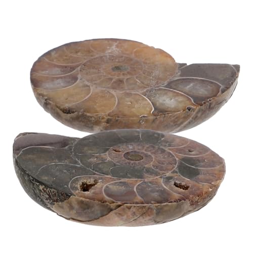 GATHINESS 美しいコンクシェル素材 科学活動やコレクションに最適な教育用飾り品 2個入り 天然巻貝の化石アンモナイト標本 1