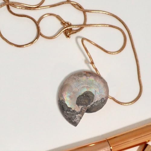 GATHINESS 美しいコンクシェル素材 科学活動やコレクションに最適な教育用飾り品 2個入り 天然巻貝の化石アンモナイト標本の詳細・まとめ 画像