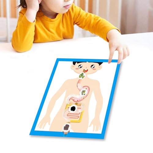 消化器官モデル 教室学習ツール 消化器官の解剖学ポスター子供用モデル 6歳以上の学生 教育生物学の詳細・まとめ 画像