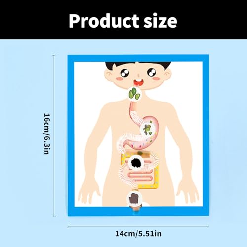 消化器官モデル 教室学習ツール 消化器官の解剖学ポスター子供用モデル 6歳以上の学生 教育生物学の特徴・詳細 画像